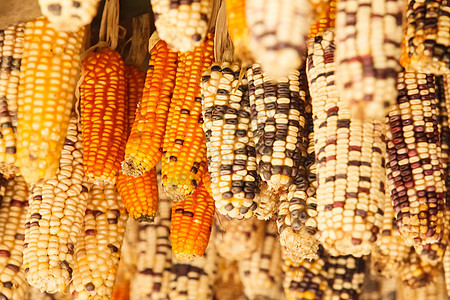 美丽的玉米耳朵金子季节收成市场植物种子棒子农场团体谷物图片