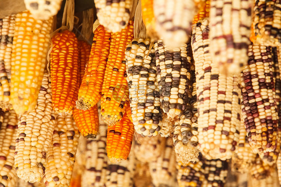 美丽的玉米耳朵金子季节收成市场植物种子棒子农场团体谷物图片