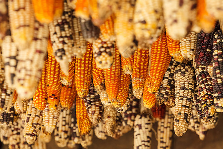美丽的玉米耳朵文化收获水果市场植物金子棒子谷物农场团体图片