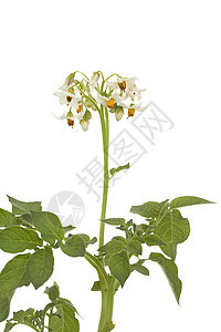 土豆花叶子植物植物群花序白色宏观绿色图片