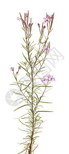 柳叶菜属紫色叶子宏观植物粉色植物群花瓣图片