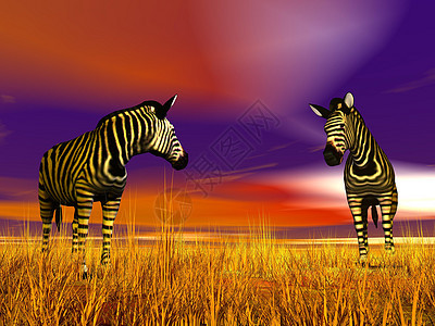 草原上的斑马土地国家哺乳动物太阳荒野动物群公园动物晴天大草原图片