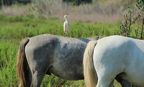 法国卡马格(Camargue) 马匹上的牛埃格雷特图片