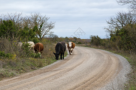 路边的牛群图片