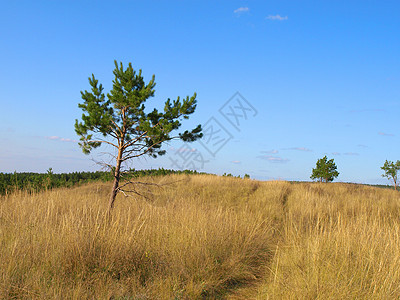 夏季风景松树荒野绿色树干草地天堂天空蓝色黄色土地图片