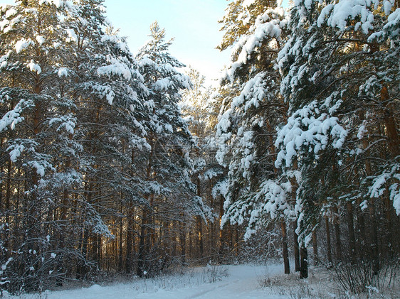 冬季森林季节蓝色针叶地形场景荒野阳光针叶树气候松树图片