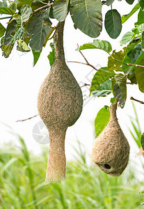 Baya 编织巢鸟类野生动物织布工稻草丛林森林巢鸟绿色房子织工图片
