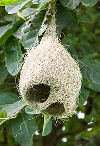 Baya 编织巢鸟类野生动物翅膀丛林织布工织工房子巢鸟稻草动物图片