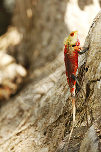 树皮上变色龙安全色爬虫阳光热带绿色摄影野生动物木头动物生物图片