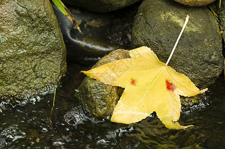 秋黄叶岩石叶子黄色花园宏观红色植物卵石图片