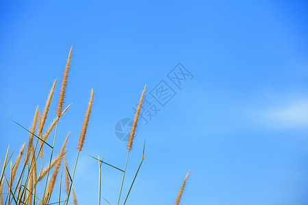 沙丘草天空风光植物蓝天田园背景图片