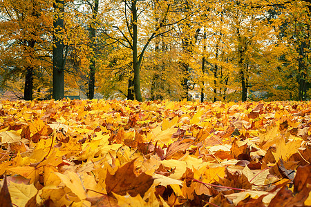 秋天仍然有黄色的叶子乡村植物群农村植物森林山毛榉墙纸木头季节性季节图片