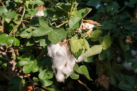 棉花植物棉花草柔软度棉絮衣服纺织品裤子农业场地地毯生长图片