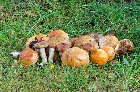 蘑菇红帽子刺尾图片
