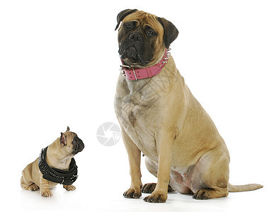 大狗和小狗宠物牛獒螺柱犬类反射友谊粉色朋友们动物手势图片