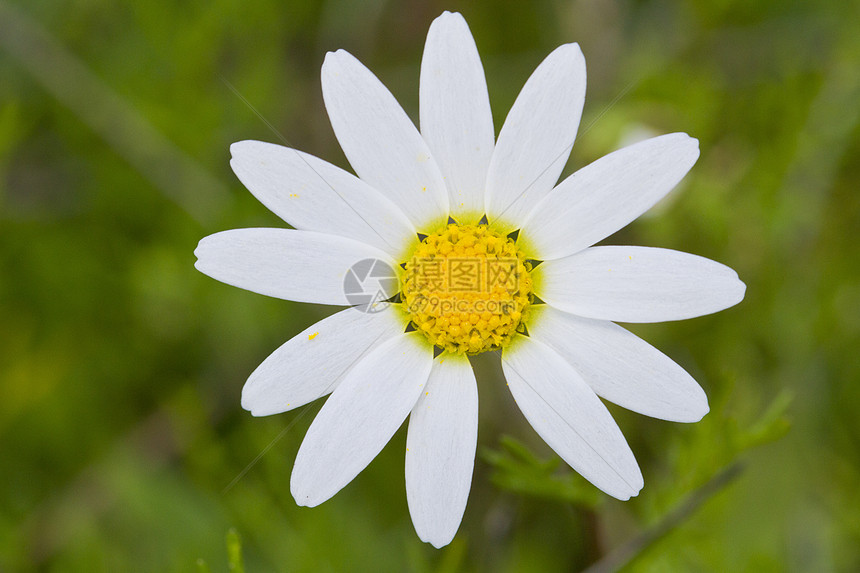 白菊花花雏菊生长季节场地植物草地美丽风景白色叶子图片