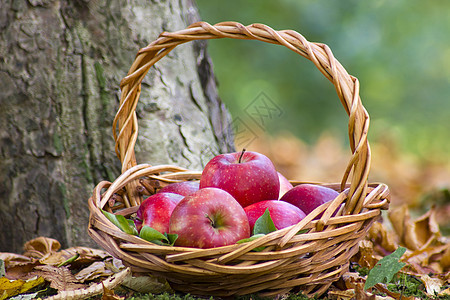 秋天花园篮子里的新鲜苹果食物园艺树叶水果生态农场背景收成生物叶子图片