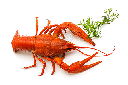 红龙虾啤酒贝类熟食天线食物生物学池塘淡水海鲜甲壳图片