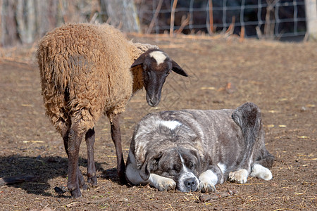 西班牙 里昂 奥马尼亚斯国家农村牧羊犬图片