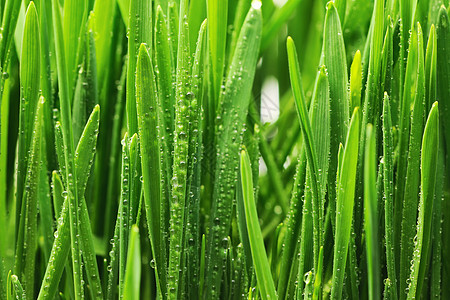 草地上的水滴环境液体小麦宏观雨滴叶子生长植物绿色薄雾图片