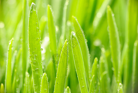 雨刮片草地上的水滴宏观雨滴绿色自然薄雾叶子活力液体小麦生长背景