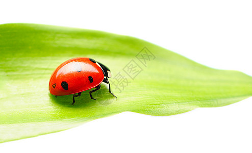 立体虫绿色植物白色昆虫动物叶子草地刀刃宏观甲虫图片