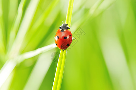 立体虫漏洞绿色叶子刀刃甲虫昆虫植物红色动物自然背景图片