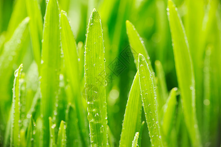 草地上的水滴雨滴自然小麦叶子刀刃液体宏观活力植物环境图片