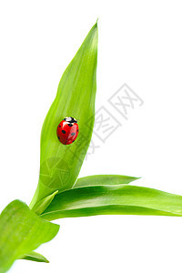 立体虫昆虫绿色自然环境刀刃动物漏洞白色草地宏观背景图片