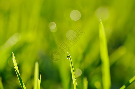 上午草草雨滴液体植物太阳小麦绿色刀刃活力生长薄雾图片