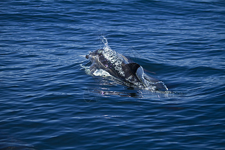 野生海豚荒野波浪哺乳动物海洋游泳图片