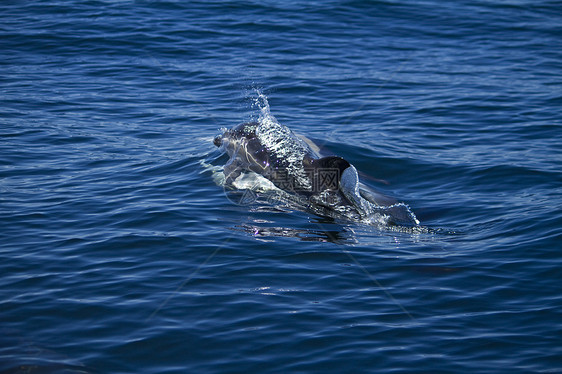 野生海豚荒野波浪哺乳动物海洋游泳图片