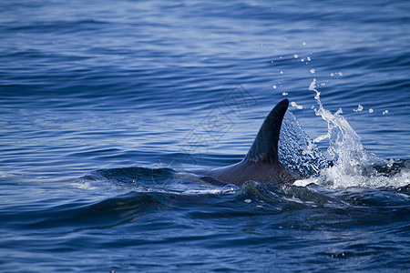 野生海豚波浪游泳哺乳动物海洋荒野图片