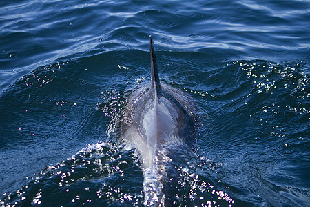 野生海豚荒野哺乳动物海洋波浪游泳图片
