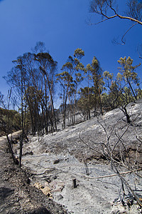 燃烧林枝条荒野木材爬坡烧伤森林蓝色黑色风景灾难图片