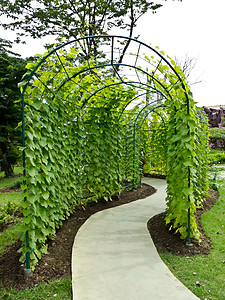 花园公园景区小路花园植物橙子森林城市园艺草地晴天环境图片