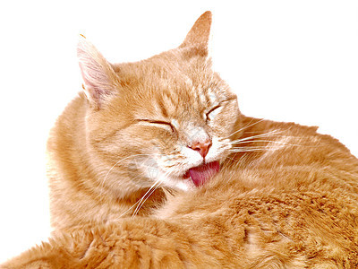 金洁猫 自己打扫动物女性小猫哺乳动物橙子刷子毛皮卫生眼睛猫科动物图片
