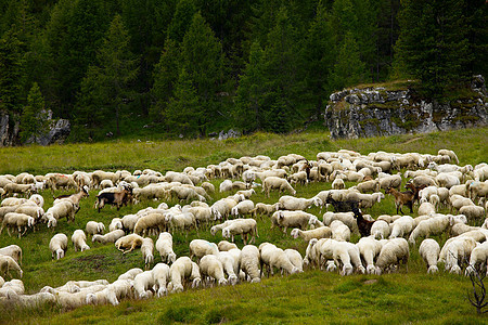 羊动物草原山脉农村羊毛羊肉草地丘陵农田图片