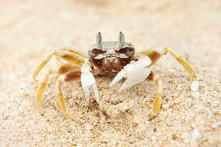 沙滩上的螃蟹野生动物游客假期贝类热带荒野旅行动物海滩甲壳图片