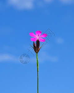 Carthusian 粉红色粉色石竹荒野红色植物群植物草本植物紫色图片