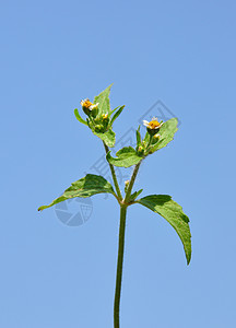 沙吉士兵加利索加塞利亚塔菊科植物流苏纤毛虫荒野蓝色水草植物群白色天空图片