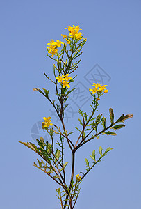 黄色树脂植物群植物草本植物天空荒野蓝色图片