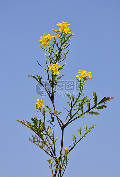 黄色树脂植物群植物草本植物天空荒野蓝色图片