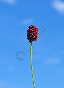 圣吉索尔巴岛棕色大伯荒野植物群红色草本植物植物天空图片
