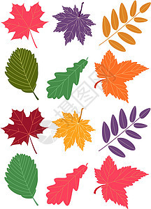 矢量秋天的树叶榆树落叶白色生长橙子环境生态棕色红色收藏图片
