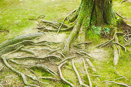 根公园树干森林苔藓环境树木木头叶子植物棕色图片