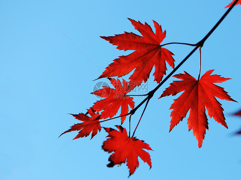 秋红叶树木天空森林阳光红色叶子图片