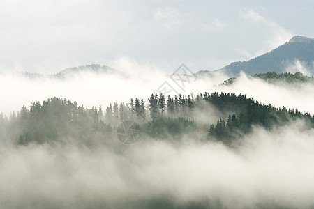 西班牙比兹卡亚的阿韦利亚内达山中的雾图片