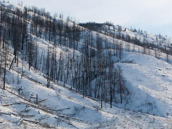昆鲁普斯不列颠哥伦比亚的雪山坡季节性天空森林农村小路木头分支机构季节蓝色乡村图片
