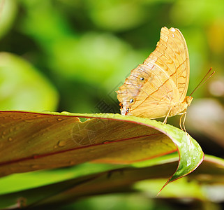 蝴蝶热带生活绿色自然脆弱性昆虫黄色翅膀白色宏观图片